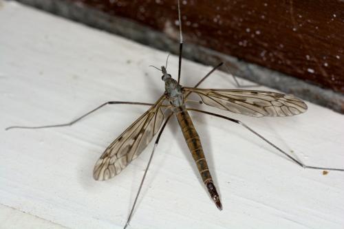 Réf. 284 138 : Tipula sp.